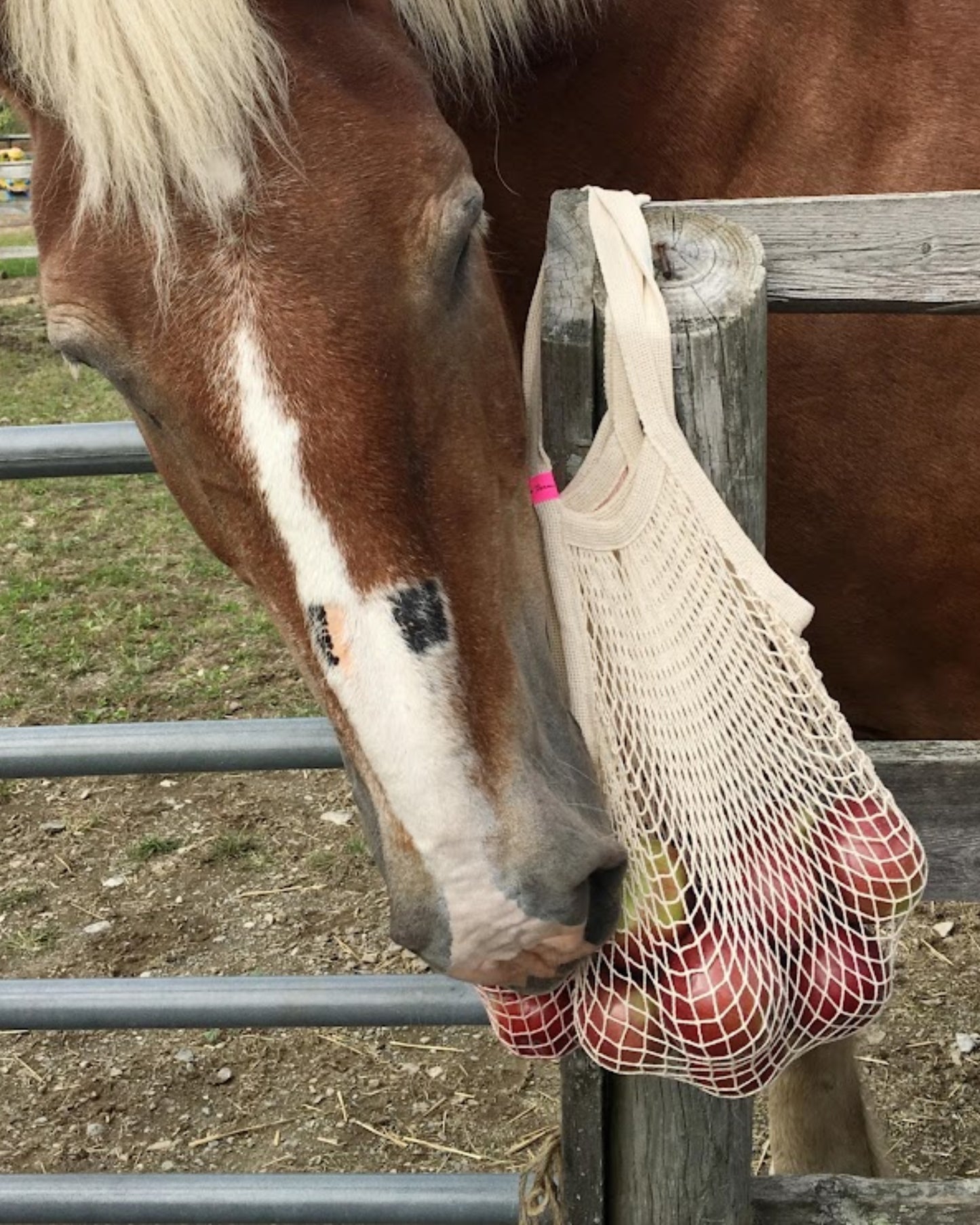 the french market bag no.2