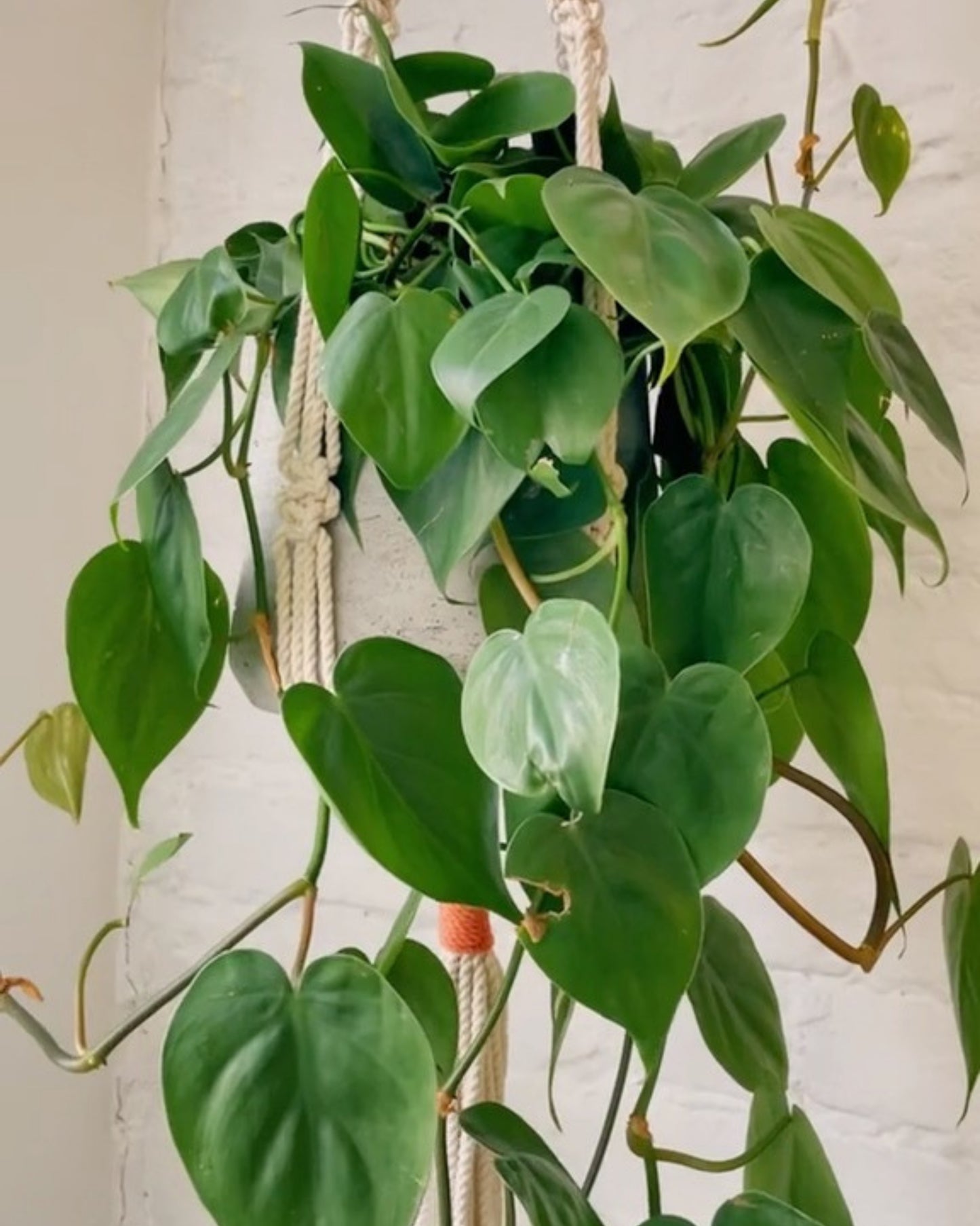 trina macrame plant hanger