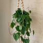 trina macrame plant hanger